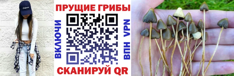 OMG ONION  это как зайти  Галлюциногенные грибы Psilocybine cubensis  Кадников 